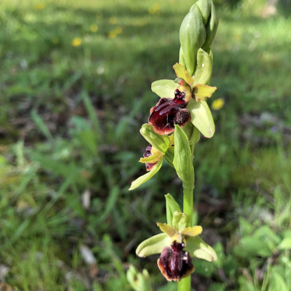 Ophrys de la passion (Ophrys passionis) &copy; Nicolas Macaire / LPO